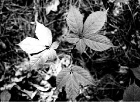 Third-year plant with typical three-pronged leaf development...