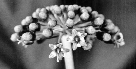 Flower spike beginning to blossom in early summer...