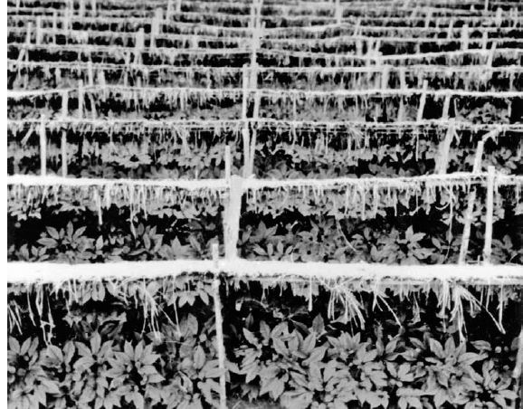 A traditional ginseng farm in Korea...