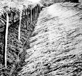 Asian ginseng growing in Japan under traditional thatched roof shade...