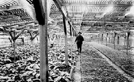 Early 20th-century wood-lath shade structures...