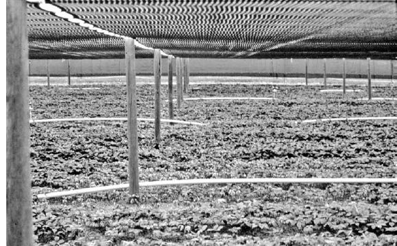 Growing ginseng under polypropylene shade cloth with irrigation piping, which is needed in the arid interior of British Columbia...