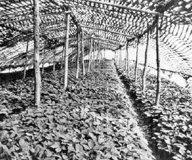 American ginseng growing in China under shade made with bamboo or dried grasses bound together with wire and laid in strips below and above a layer of rain-shedding translucent polyvinylchloride...