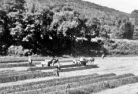 Labor-intensive bed making in China, where donkey carts are taken into the mountains to carry back down loads of woods dirt...