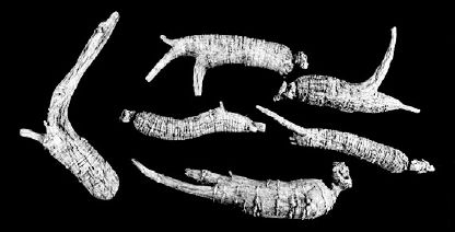 Sample of dry five-year-old woods-cultivated roots of a lower grade, showing little wild characteristic...