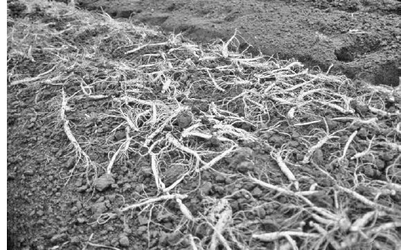 One advantage of shade growing is the ability, at harvest time, to turn up the roots with a modified potato digger and then simply pick them up...