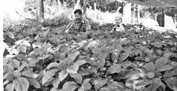 Scott Persons and son in artificial-shade garden for long-term seed production under polypropylene Cloth...