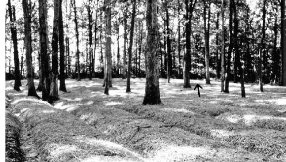 The woods-cultivated beds of a successful Kentucky grower laid out in parallel rows among the trees...