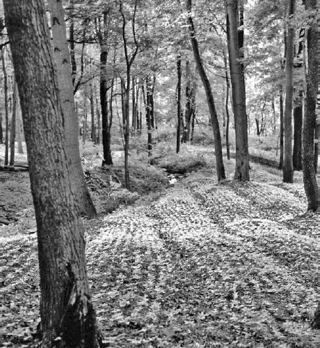 Such a densley planted monoculture of ginseng usually means the grower must conscientiously undertake a disease-prevention program or else risk heavy loss sometime during the many years before harvest...