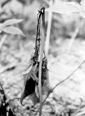 Alternaria stem blight—typical collapse at point of fungal attack...