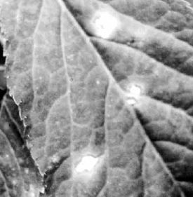 Alternaria leaf blight—typical spotting where fungus attacks the leaf tissue...