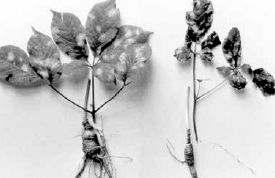 Leaf infection caused by splashed spores of Phytophthora cactorum, a root rot fungus...