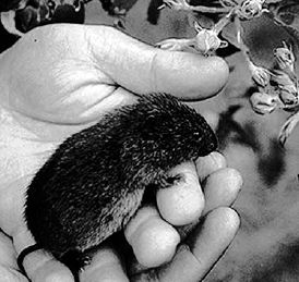 The gluttonous woods vole looks like a cross between a mouse and a mole...