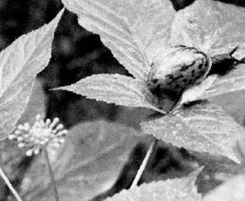 Particularly in the moist early spring, slugs and snails may attack the ginseng foliage...