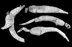 Sample of four-year-old, heavily fertilized, woods-cultivated roots from a lot that sold at the high end of the price range for field-cultivated roots...