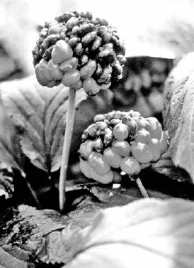 As their enclosed seeds mature, green ginseng berries (dark gray in this photo) ripen to a bright red (light gray)...