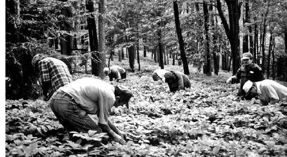 Berry picking in a woodland garden of mature plants at Harding’s Ginseng Farm...