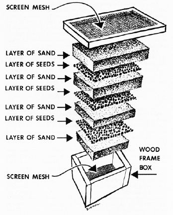 Stratification of seeds in the traditional layered manner...