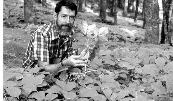 In his woodland ginseng gardens, Scott holds a mature American ginseng plant...