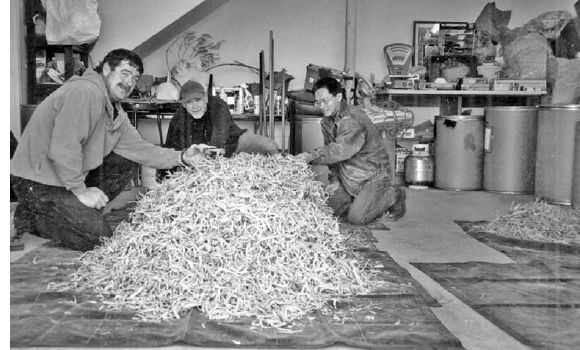 Tony Hayes (center) of Ridge Runner Trading Company in Boone, North Carolina, showing dried roots to a buyer for a Hong Kong auction house (right) and his Canadian associate (left), before packing the roots in cardboard barrels for shipment and resale in Hong Kong...