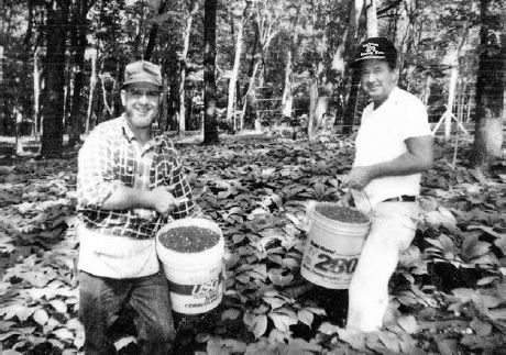 The late Kenneth Harding (right), founder of Harding’s Ginseng Farm, and Glenn Hutzel harvesting another berry crop...