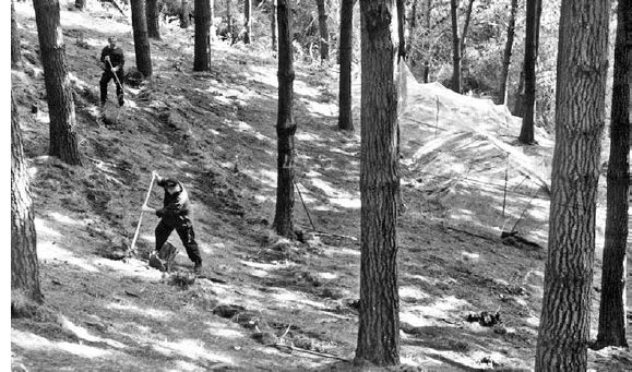 Stuart Mirfin and his son Scott (in foreground) prepare to plant American ginseng underneath the natural shade of their radiata pine plantation near Richmond, at the north end of New Zealand’s South Island...