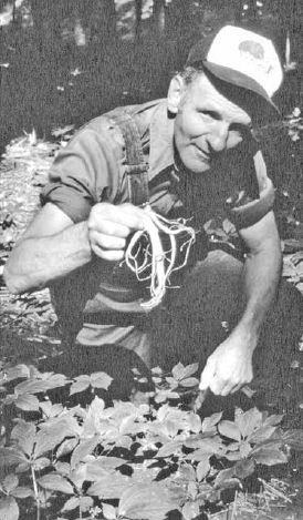 Oscar Wood inspects a ginseng root...