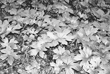 Wild-simulated planting of goldenseal at the National Center for the Preservation of Medicinal Herbs in Rutland, Ohio...