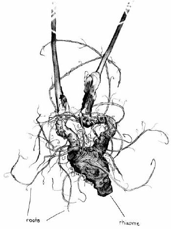 The goldenseal “root” consists of a large fleshy rhizome and a mass of small fibrous roots...