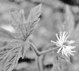 Goldenseal flower...