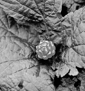 Ripe goldenseal fruit...