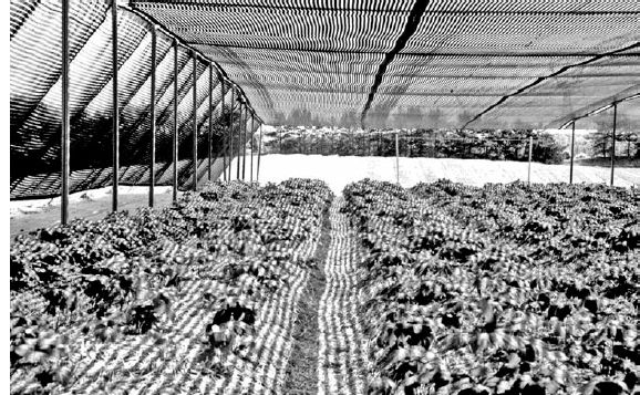 A field-cultivated goldenseal planting site in Ontario, Canada...