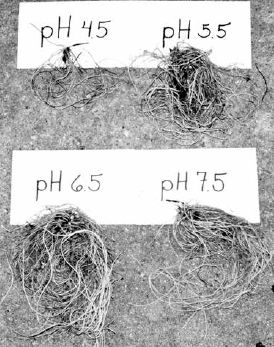 Goldenseal roots after three years of growth in soil amended with lime...