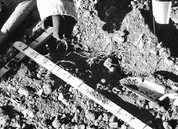 Planting goldenseal by hand using a marked stake for proper spacing...