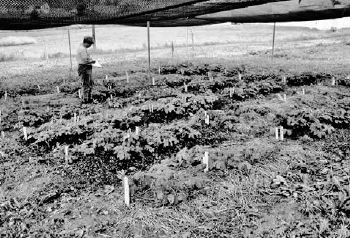 Susan Bryson collecting data from a study on goldenseal grown with different mulches...