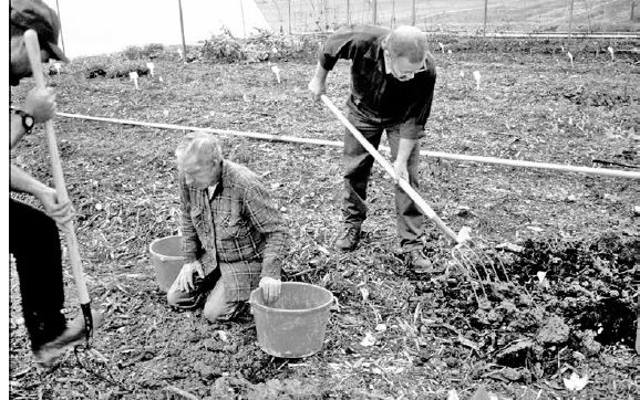 Staff at the Mountain Horticultural Crops Research Station harvesting goldenseal roots by hand...