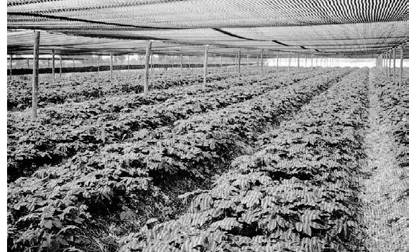 Goldenseal grown under artificial shade in Ontario, Canada...