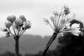 Flowering ramps with seeds developing on left flower...