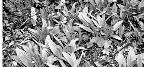 Wild ramps growing With foam flowers...