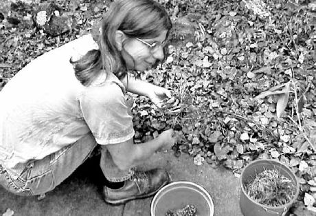 Jackie collecting ramp seeds and bulbs...