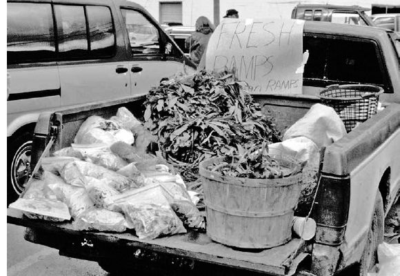 Ramps for sale at the ramp festival in Richwood, West Virginia...