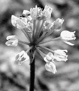 Closeup of white ramp flower...