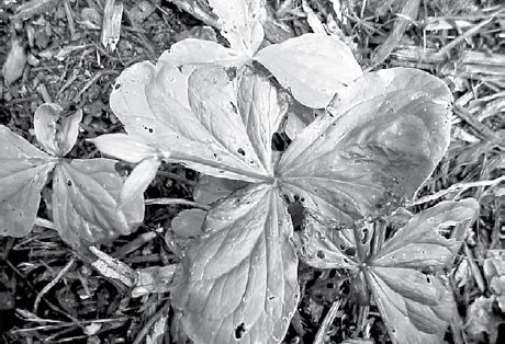 Bethroot foliage damaged by Colletotrichum sp...