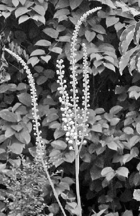 Black cohosh flower stalks in bud stage...