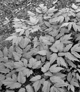 Young black cohosh plants...