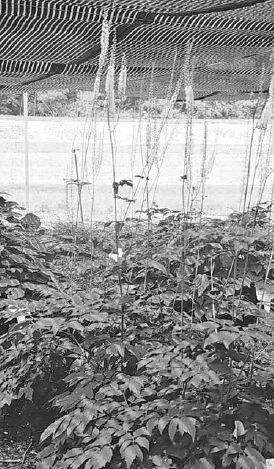 Black cohosh in flower, growing under a shade house...