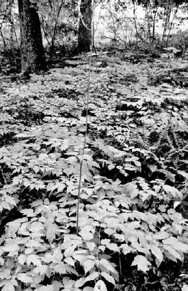 Beautiful bed of woods-grown black cohosh...