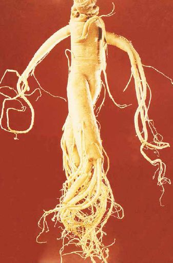 The name ginseng means “man root” or “man essence” in Chinese, and sometimes the root does take the shape of a man...