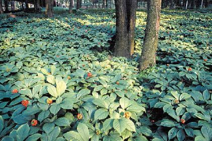 Berries ripening on a woodland planting of American ginseng...