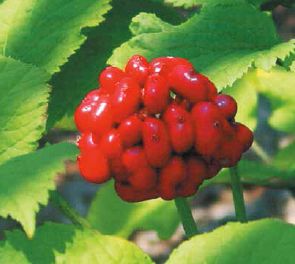 A head of scarlet ginseng berries...